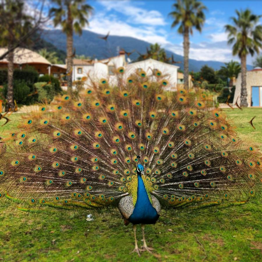 Sant Iscle De Vallalta Can Jordi Del Montnegreヴィラ エクステリア 写真